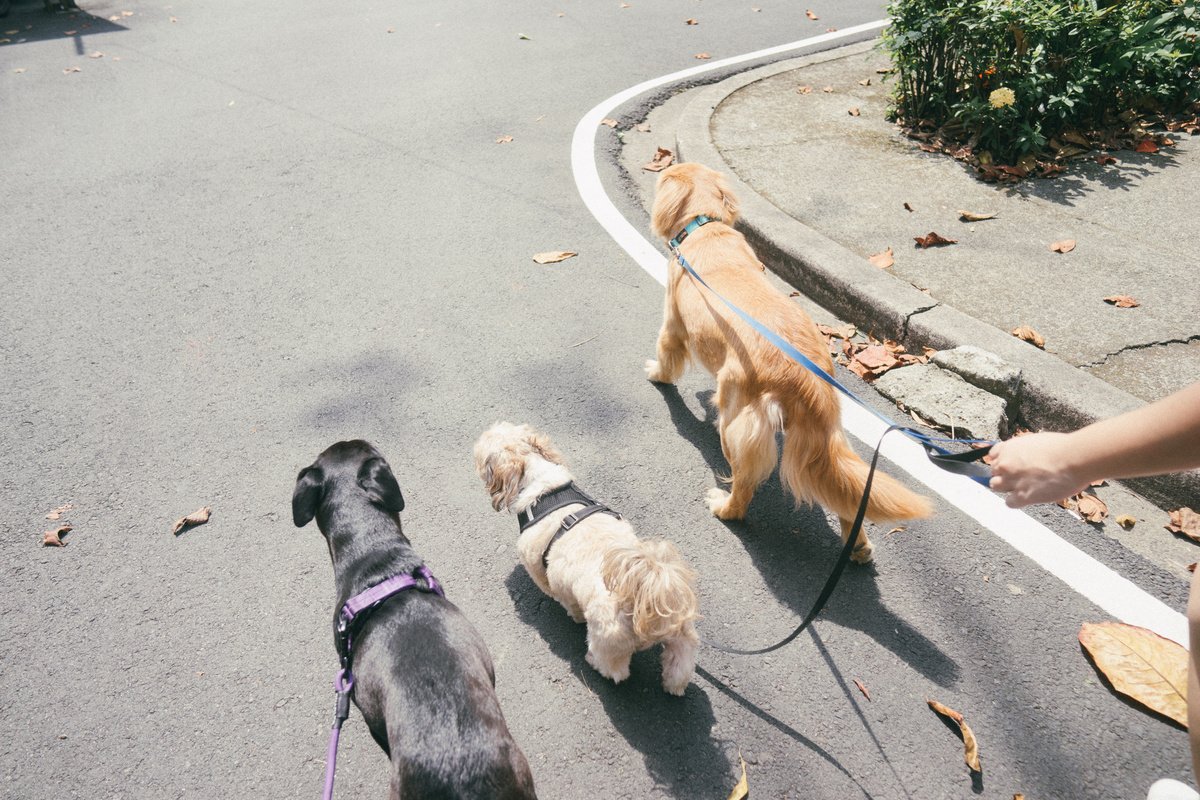 Dogs Out for a Walk